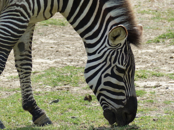 profils singuliers magali barcelo zebre
