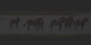 Magali-Barcelo-profils-singulier-du-zebre