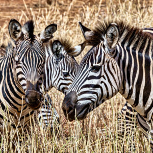 Magali-Barcelo-profil-singulier-zebre